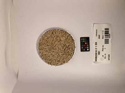 Click for 1 image(s) for this accession. SEED